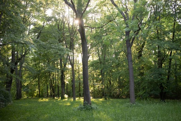 The light falls between the trees into the English Garden in Munich.